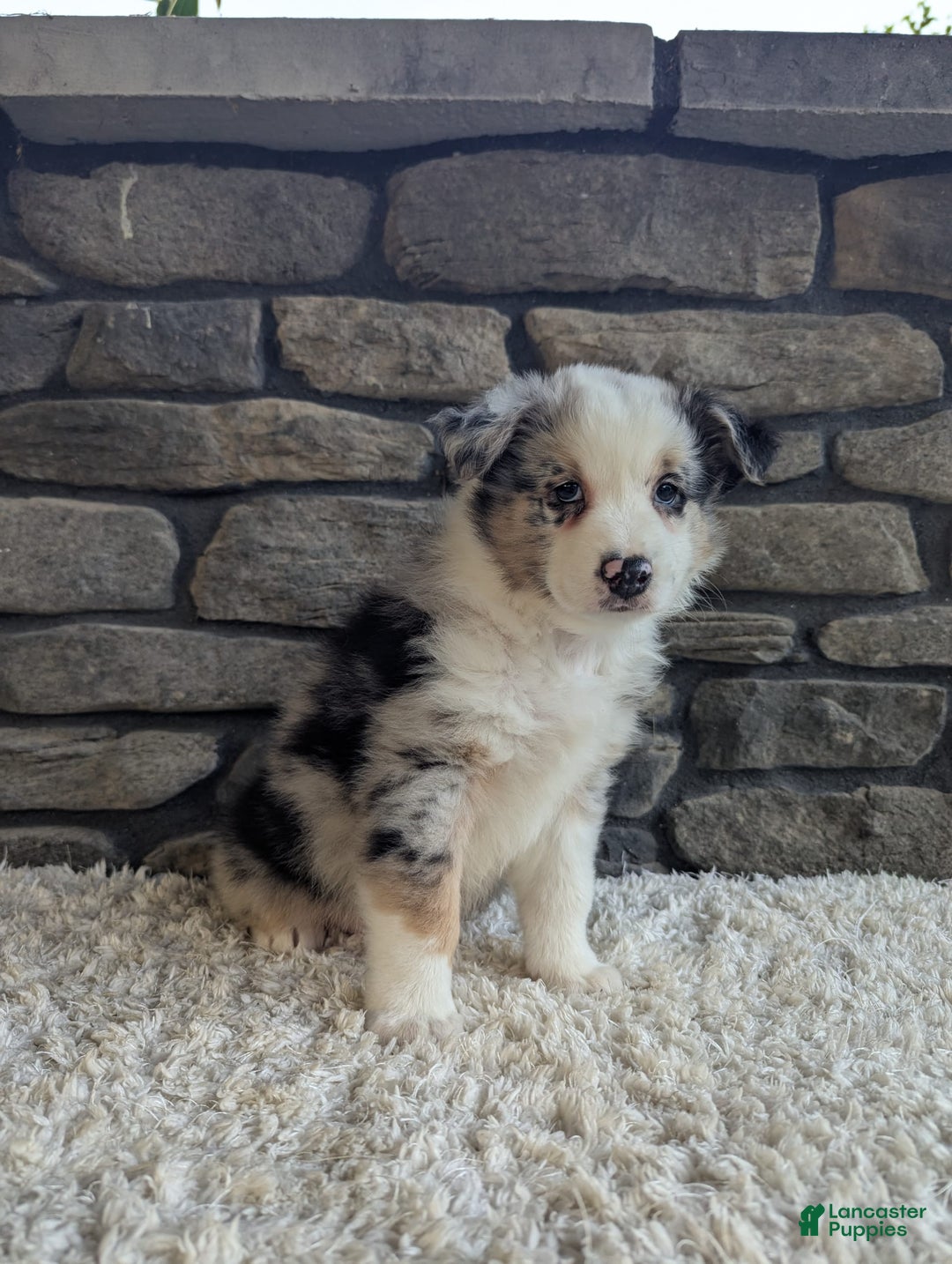 Australian Shepherd dogs for sale: Snickers - Image 4