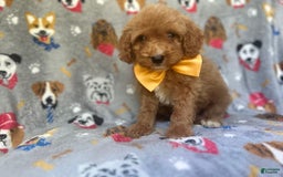 Cavapoo dogs for sale: Kade - Image 7