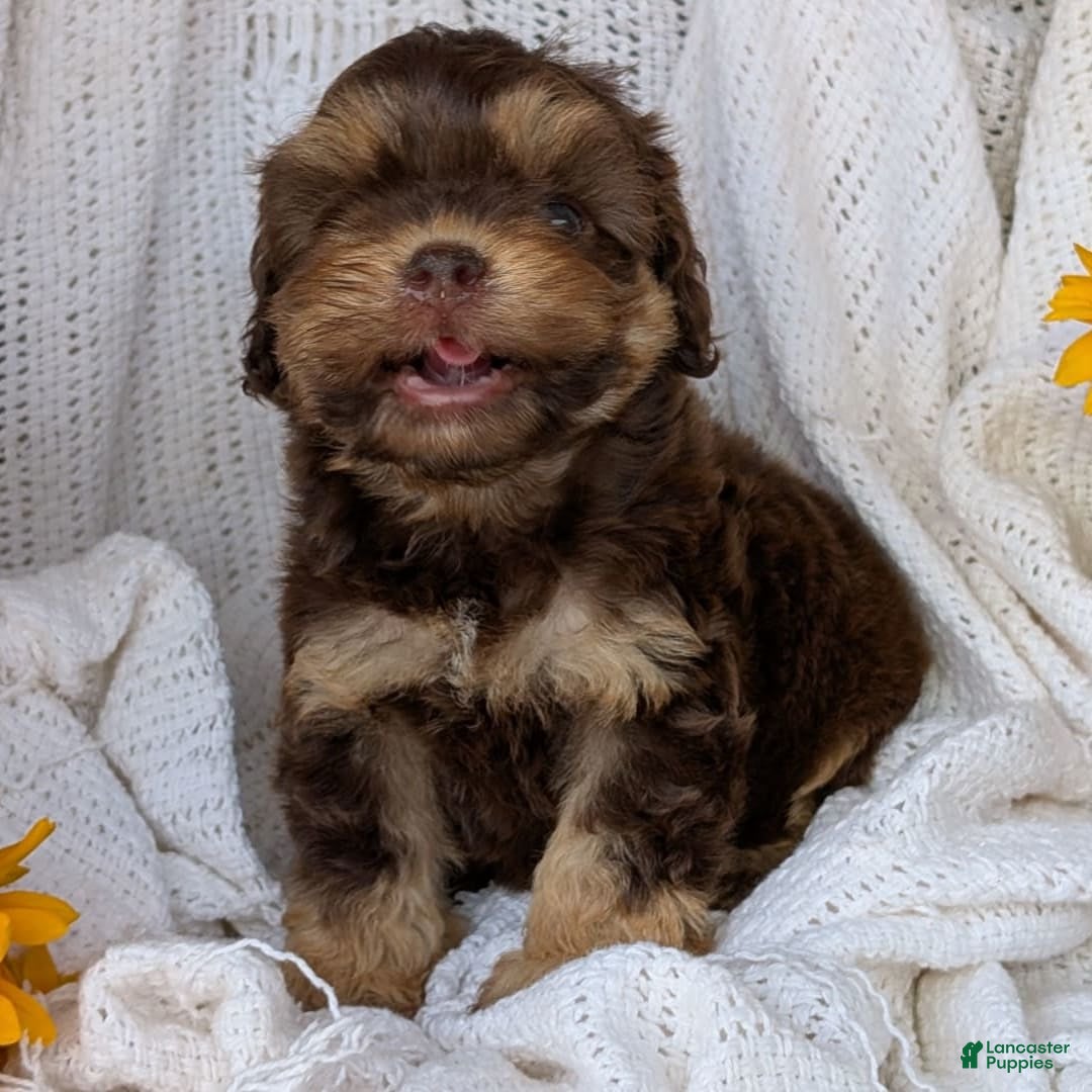 Cockapoo dogs for sale: Hazel - Image 5