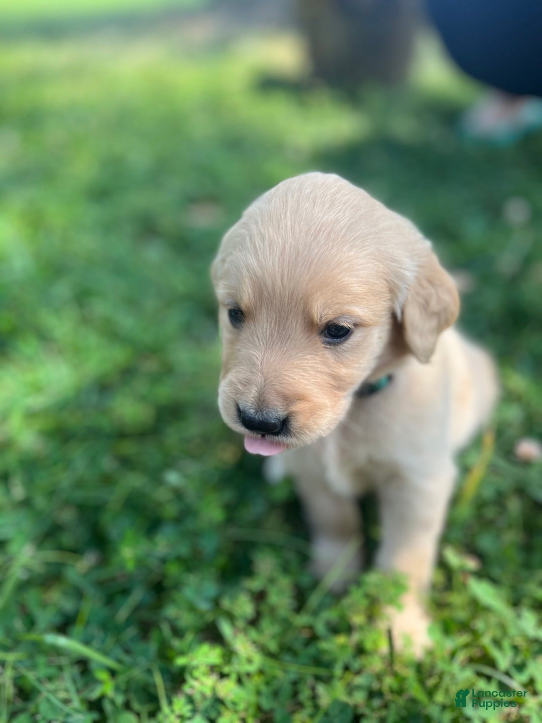 Golden Retriever dogs for sale: Light Green - Image 2