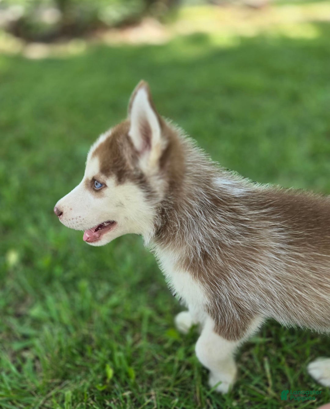 Siberian Husky dogs for sale: Ash - Image 8