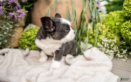 French Bulldog dogs for sale: Ace - Image 4