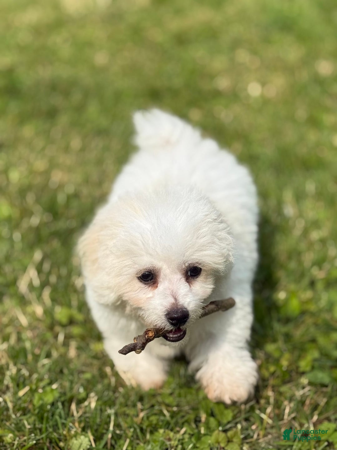 Bichon Frise dogs for sale: Buddy - Image 8