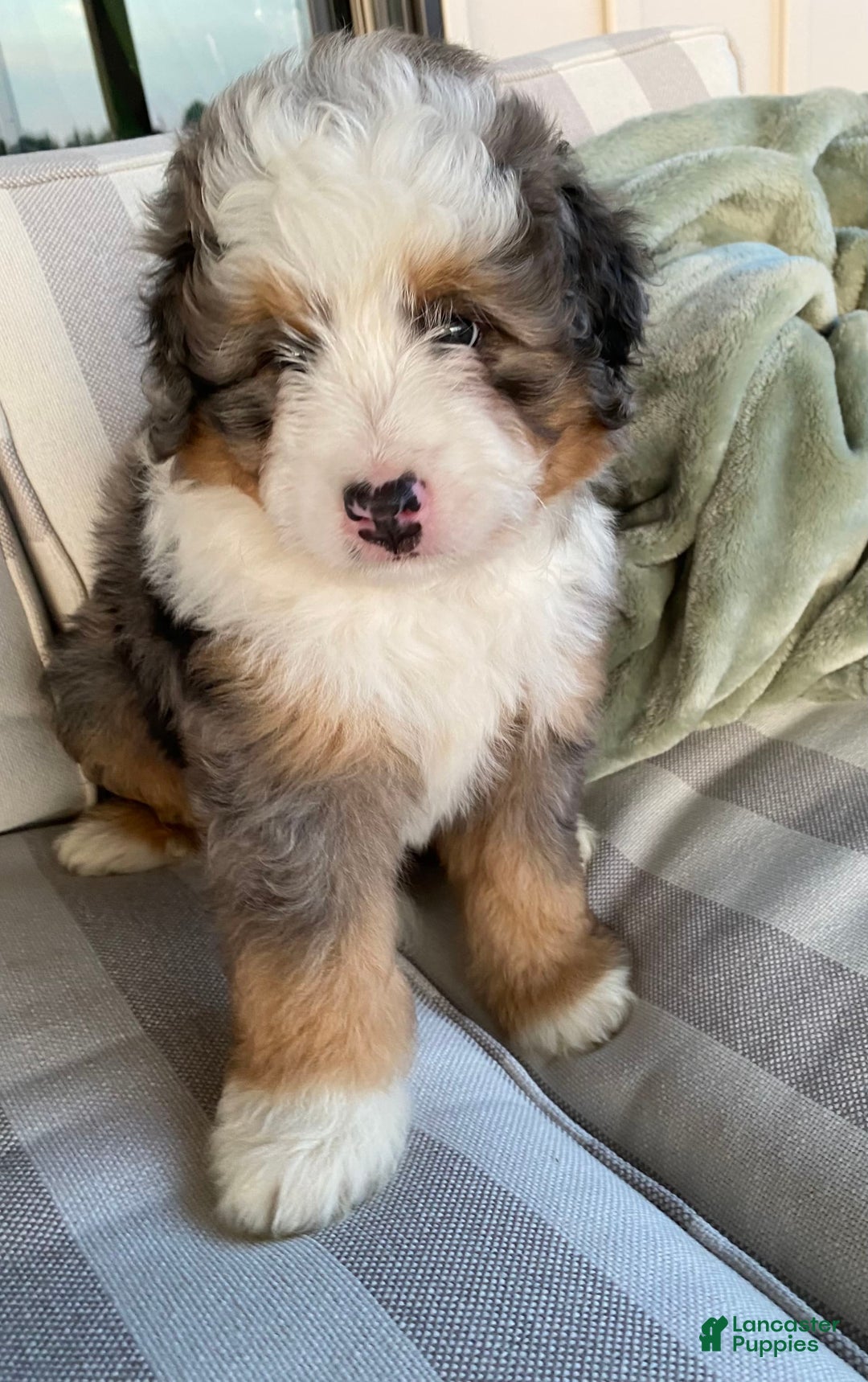 Mini Bernedoodle dogs for sale: Mini Bernedoodle 5 puppies - Image 16