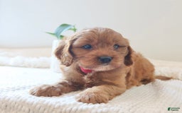 Cavapoo dogs for sale: Flora - Image 4