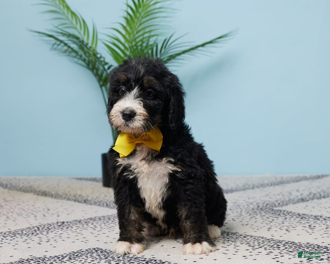 Bernedoodle dogs for sale: Clifford - Image 1
