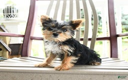 Yorkshire Terrier dogs for sale: Molly - Image 8