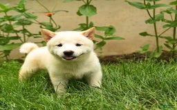 Shiba Inu dogs for sale: Pete - Image 2