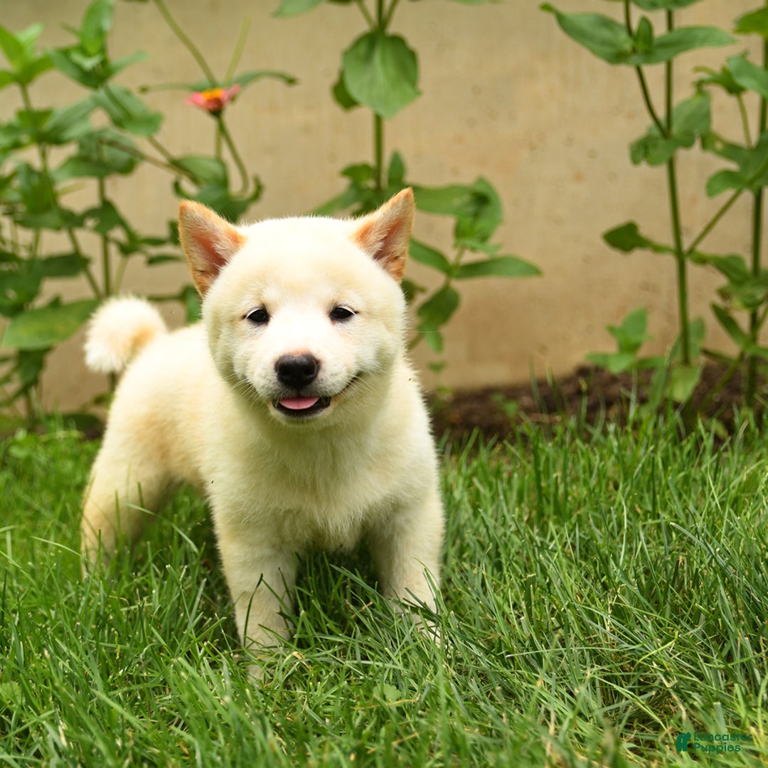 Shiba Inu dogs for sale: Pete - Image 2