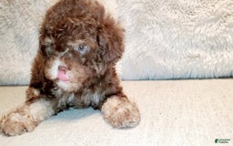 Maltipoo dogs for sale: Coconut - Image 14