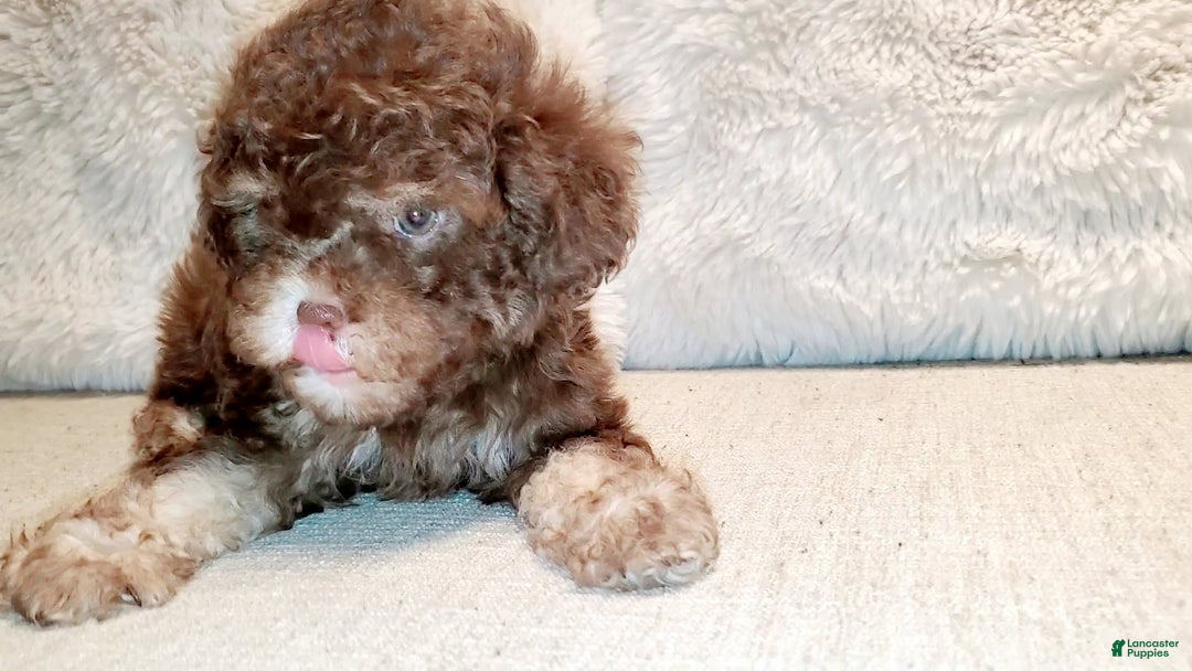 Maltipoo dogs for sale: Coconut - Image 14