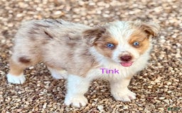 Australian Shepherd dogs for sale: Tink - Image 3