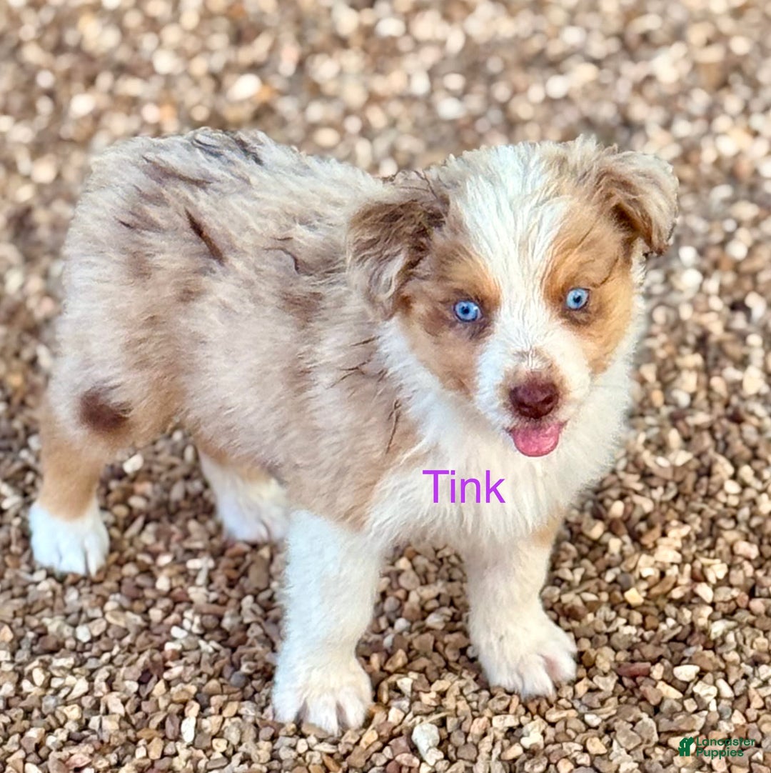 Australian Shepherd dogs for sale: Tink - Image 3