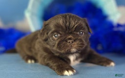 Pekingese dogs for sale: Akc Chocolate Truffle Dna Ofa - Image 5