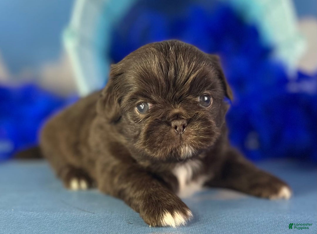 Pekingese dogs for sale: Akc Chocolate Truffle Dna Ofa - Image 5