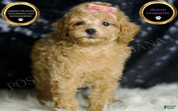 Miniature Poodle dogs for sale: Mulan - Image 1