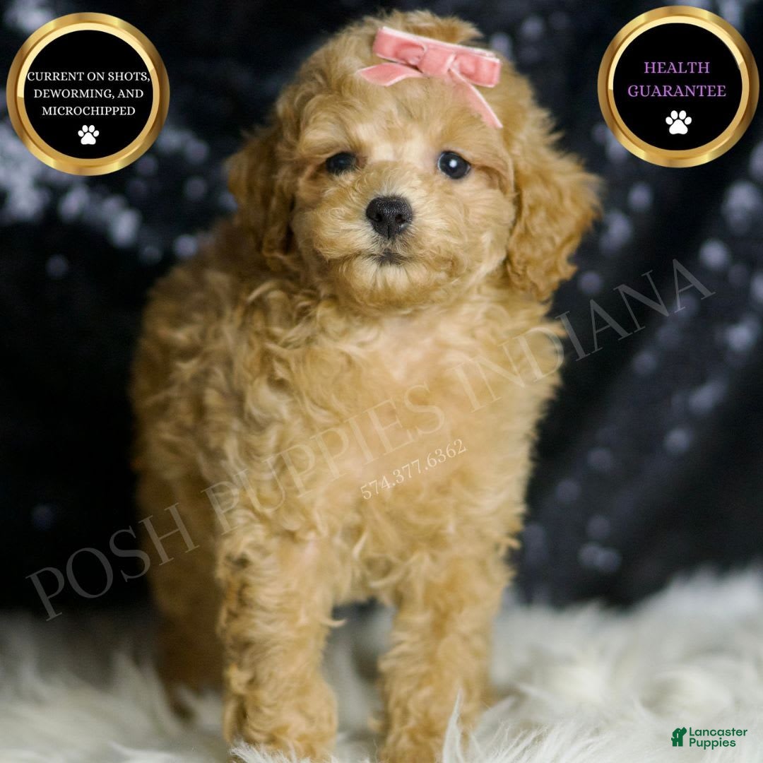 Miniature Poodle dogs for sale: Mulan - Image 1