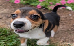 Beagle dogs for sale: Cream - Image 2