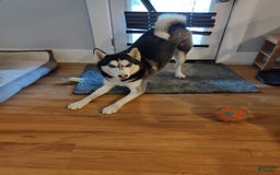 Siberian Husky dogs for sale: rocky - Image 10