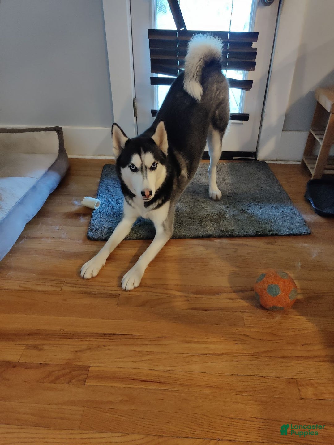 Siberian Husky dogs for sale: rocky - Image 10