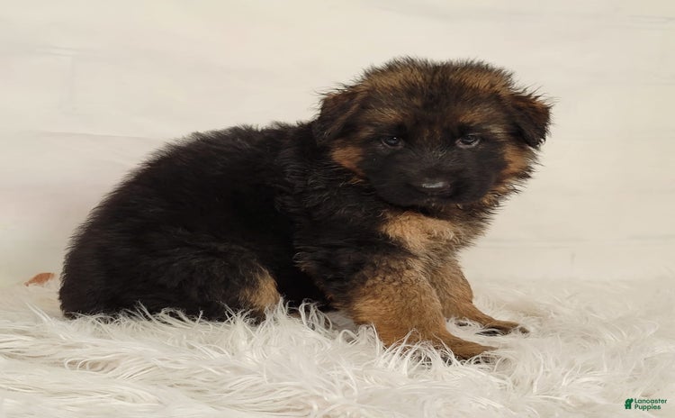 German Shepherd dogs for sale - Ad 1