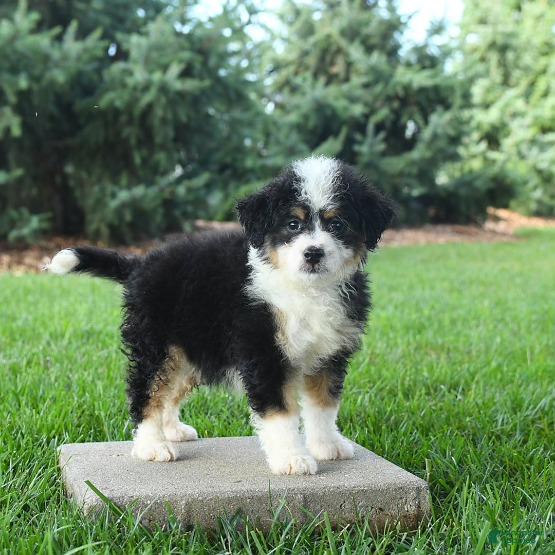 Mini Bernedoodle dogs for sale: Paris - Image 5