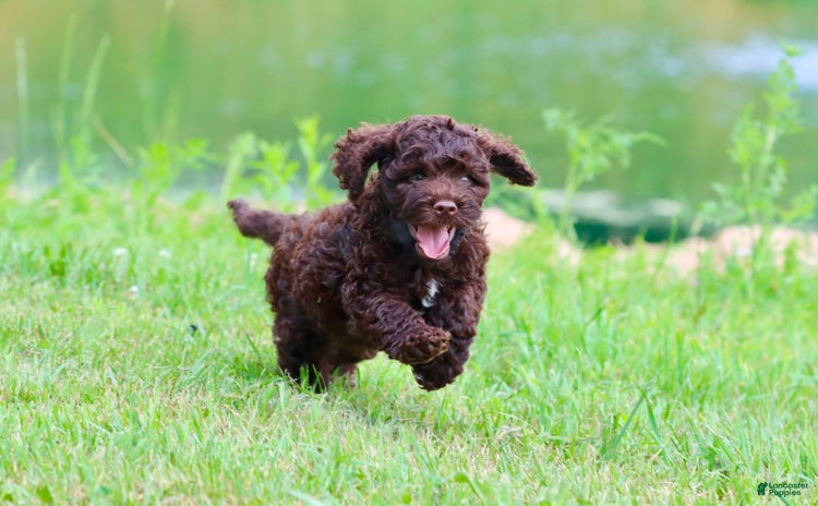 Cockapoo dogs for sale - Ad 2