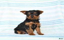 Yorkshire Terrier dogs for sale: Mark - Image 2