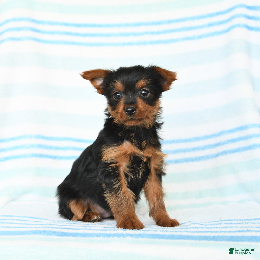 Yorkshire Terrier dogs for sale: Mark - Image 2