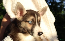 Gerberian Shepsky dogs for sale: Sheba - Image 6