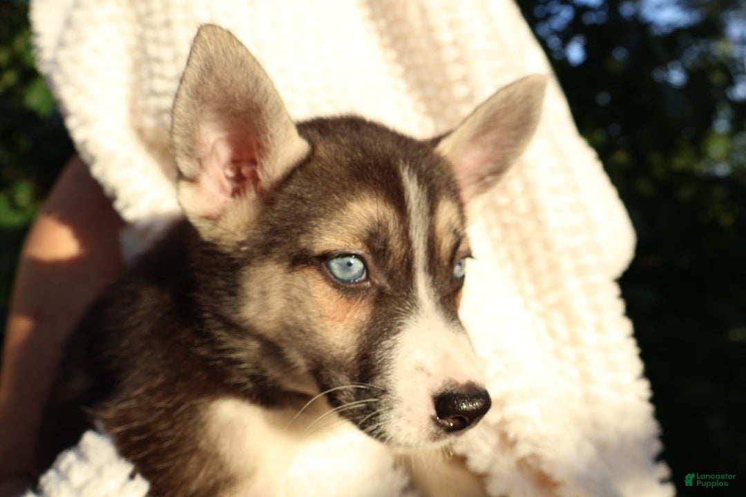 Gerberian Shepsky dogs for sale: Sheba - Image 6