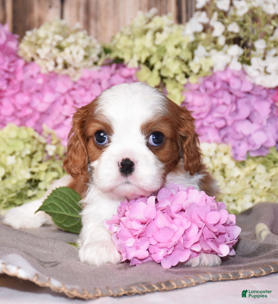 Cavalier King Charles Spaniel dogs for sale: Vance - Image 3