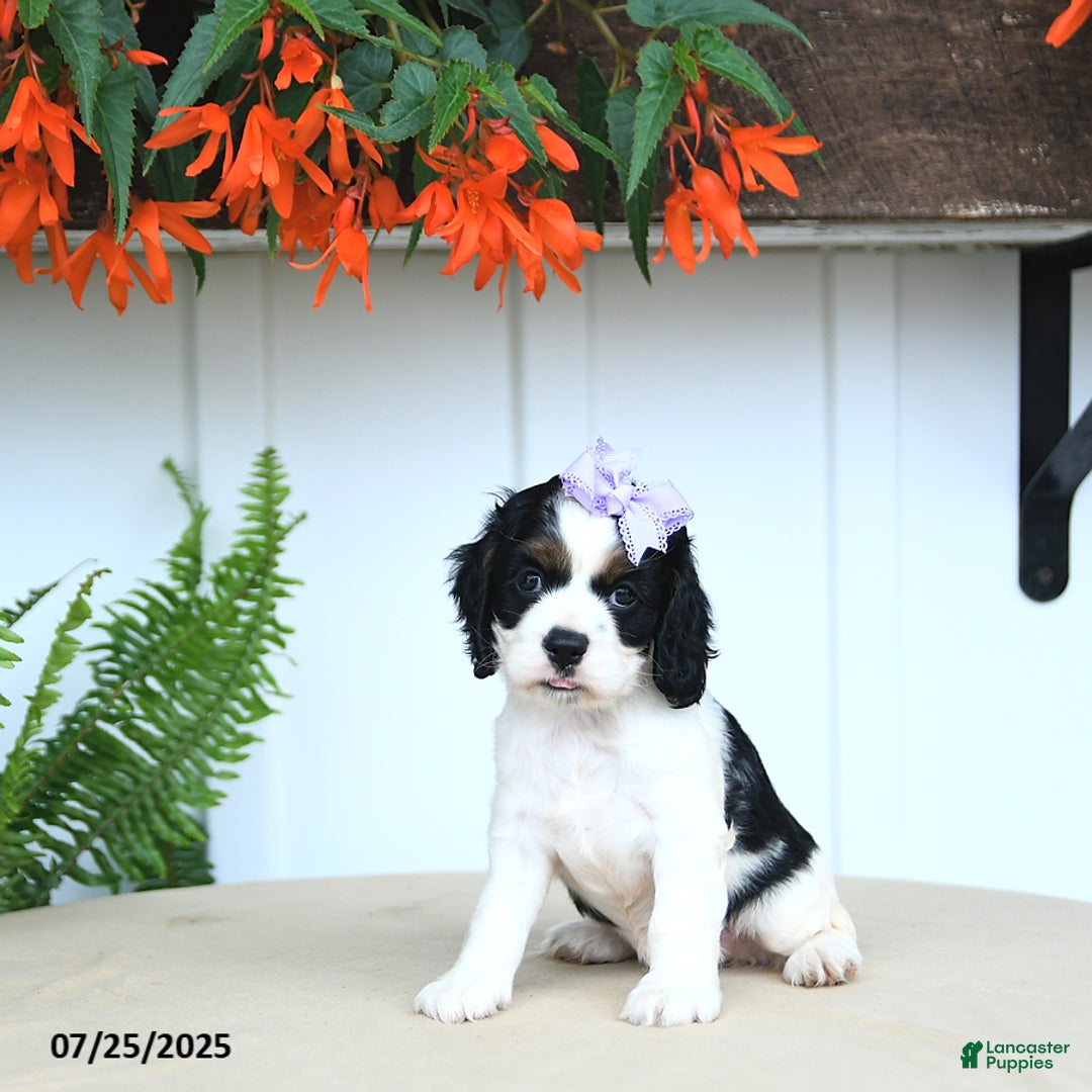 Cocker Spaniel dogs for sale: Nessa - Image 1