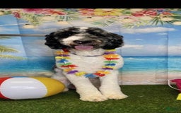 Goldendoodle dogs for sale: BARKLEY - Image 7