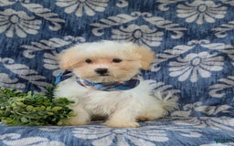 Maltese dogs for sale: Graham - Image 12