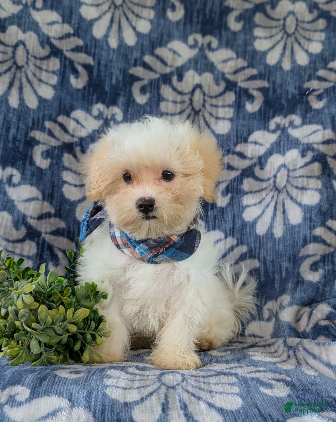 Maltese dogs for sale: Graham - Image 12
