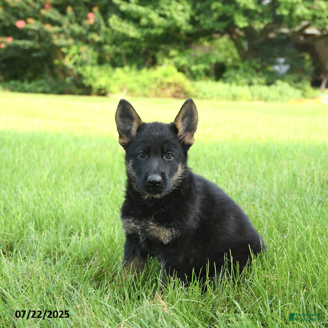 German Shepherd dogs for sale: Havannah - Image 2