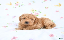 Mini Goldendoodle dogs for sale: Murphy - Image 5