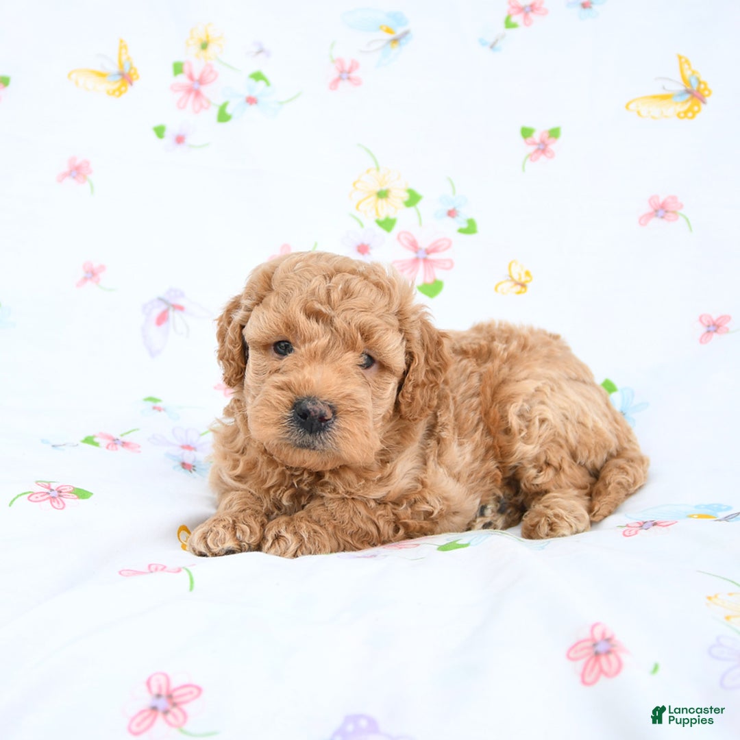 Mini Goldendoodle dogs for sale: Murphy - Image 5