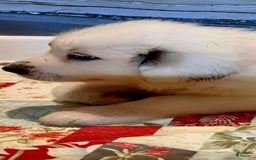 Great Pyrenees dogs for sale: Orange - Image 9