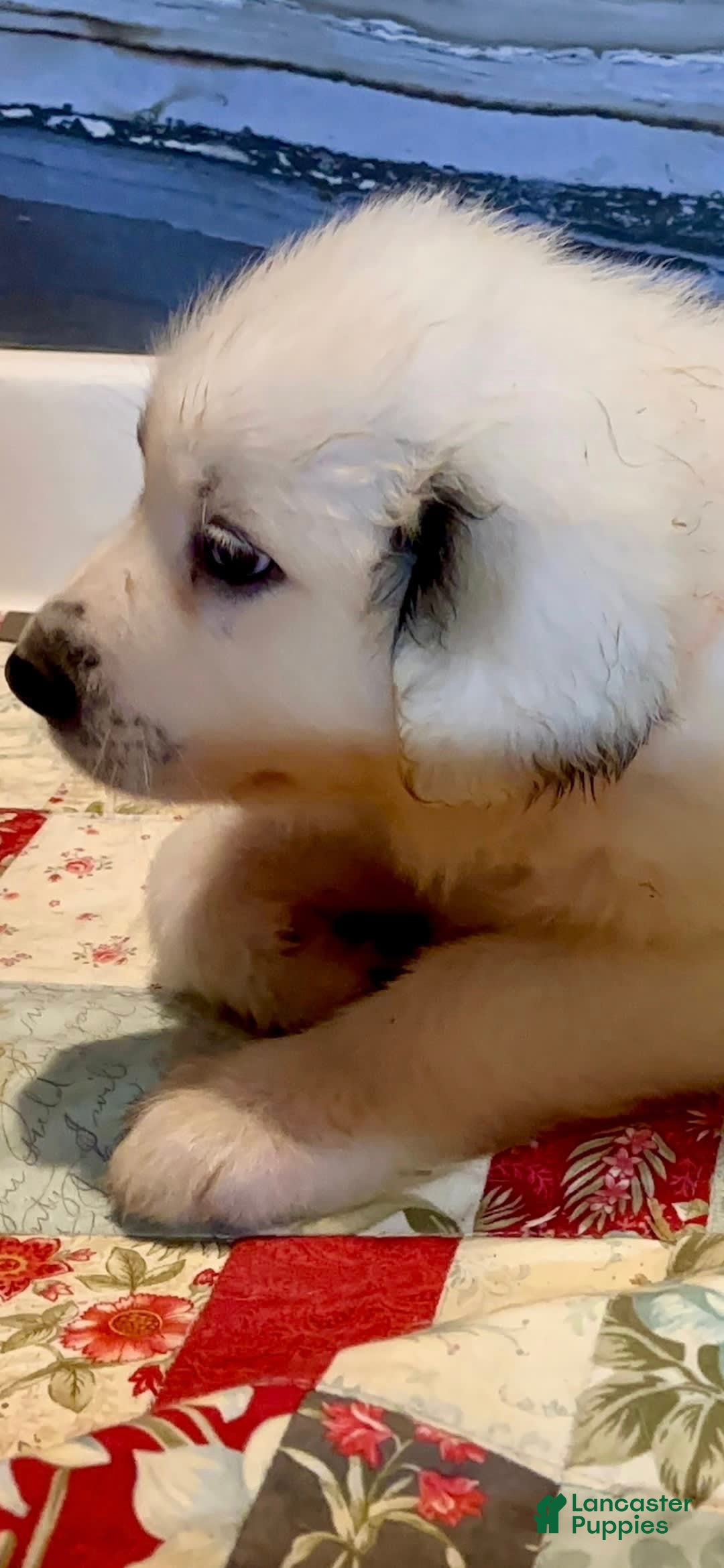 Great Pyrenees dogs for sale: Orange - Image 9