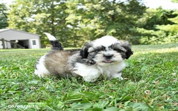 Shih Tzu dogs for sale: Shih Tzu 2 puppies - Image 7