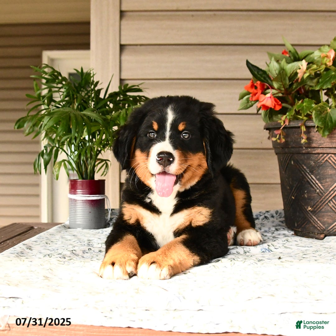 Bernese Mountain Dog dogs for sale: Bella - Image 15