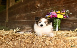 Shetland Sheepdog dogs for sale: Champ - Image 1