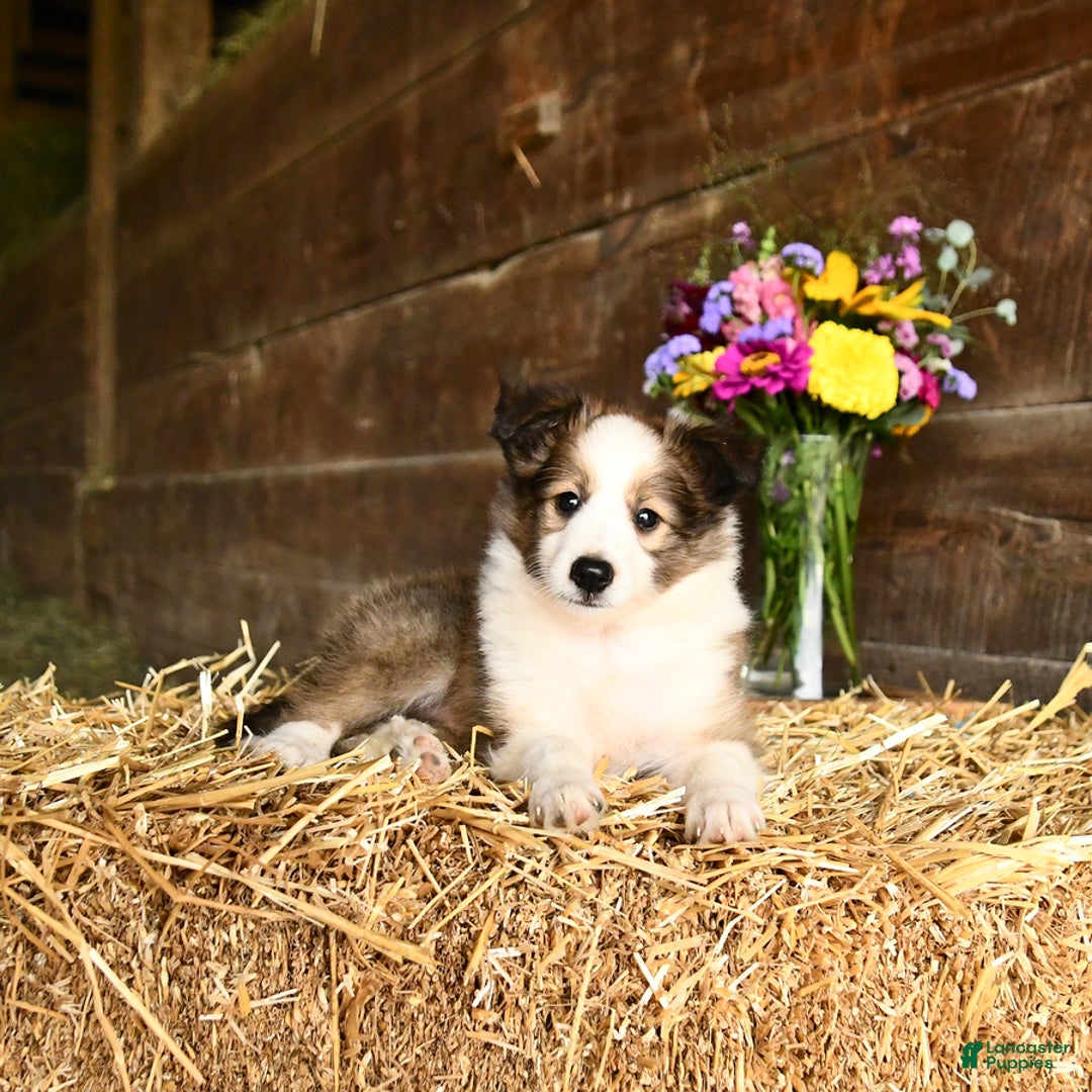 Shetland Sheepdog dogs for sale: Champ - Image 1