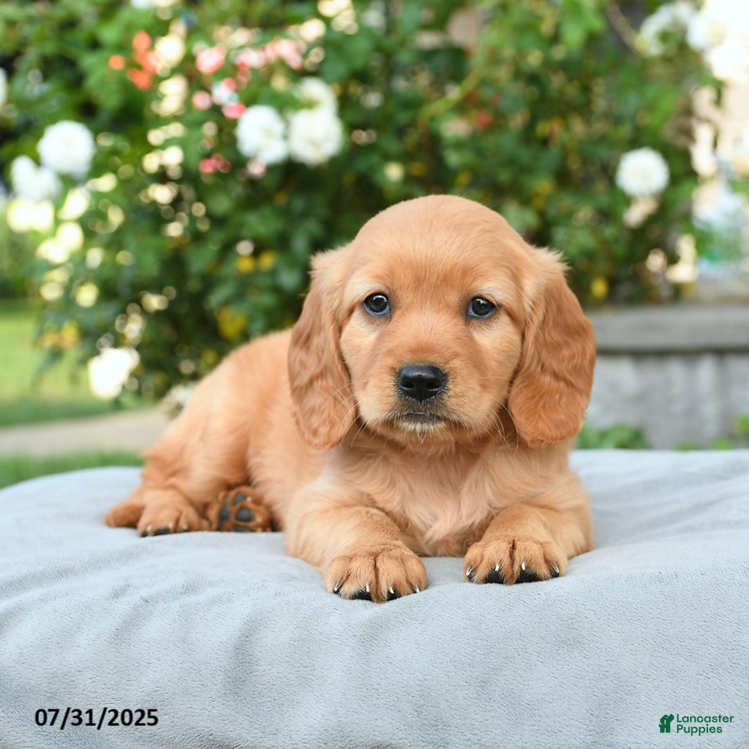 Miniature Golden Retriever dogs for sale: Sparrow - Image 2