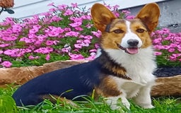 Welsh Corgi Pembroke dogs for sale: Rachelle - Image 4