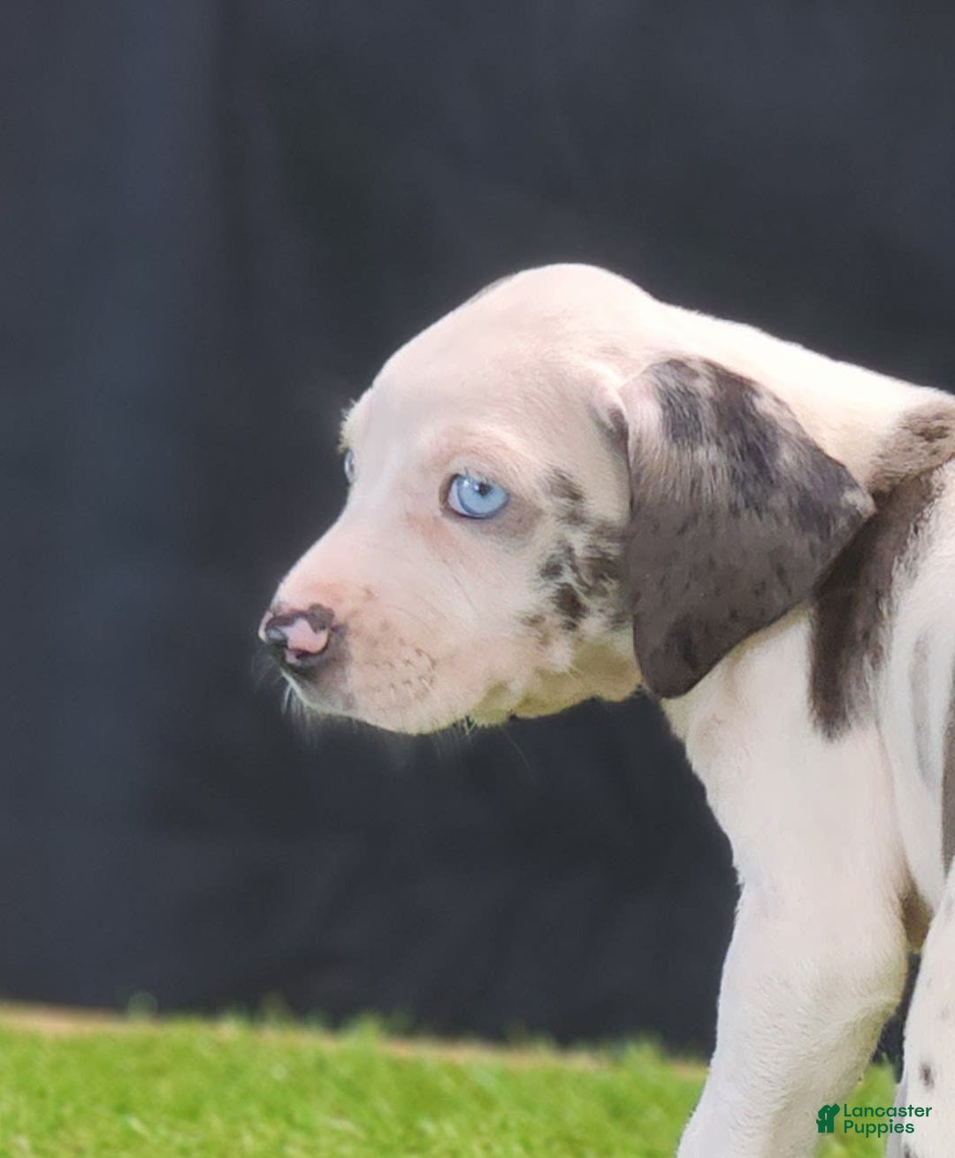 Catahoula Leopard Dog dogs for sale: Diamond 2025 F3 - Image 2
