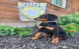 Doberman Pinscher dogs for sale: Annabelle Dad Is Health Tested - Image 12