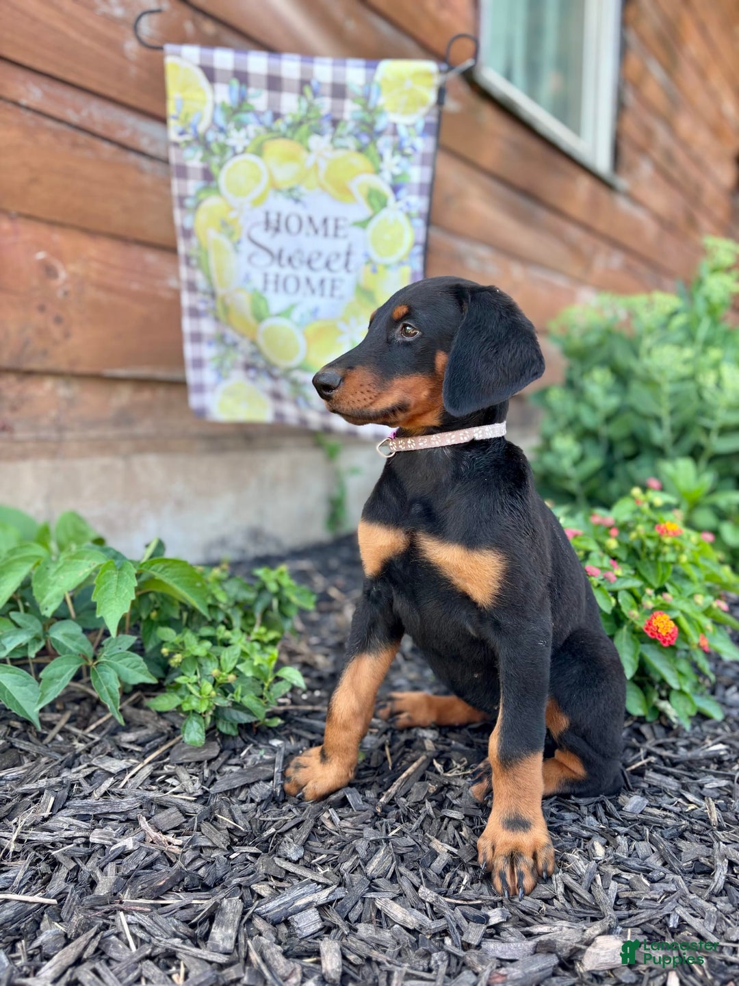 Doberman Pinscher dogs for sale: Annabelle Dad Is Health Tested - Image 12